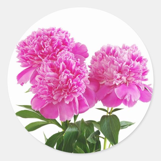 Bloemenroze Fuchsia Pioen Bloem Boeket Ronde Sticker (Voorkant)