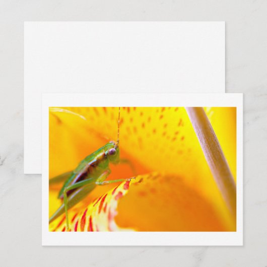 bloemensurfer briefkaart (Voorkant / Achterkant)