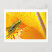 bloemensurfer briefkaart (Voorkant)