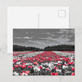 Bloemenveld minimalistische selectieve kleurenfoto briefkaart (Voorkant / Achterkant)