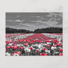 Bloemenveld minimalistische selectieve kleurenfoto briefkaart