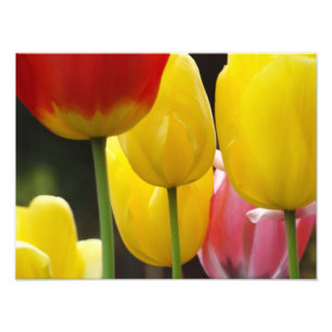 Bloemfotografie prints Tulp Bloemen Natuur Foto Afdruk