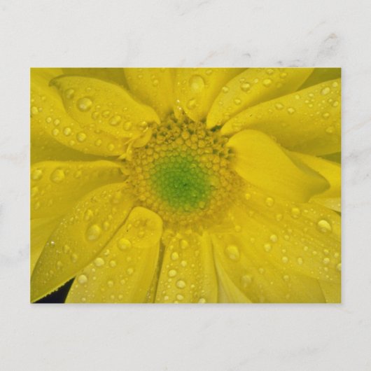 Bloemgeelbloemen Briefkaart (Voorkant)