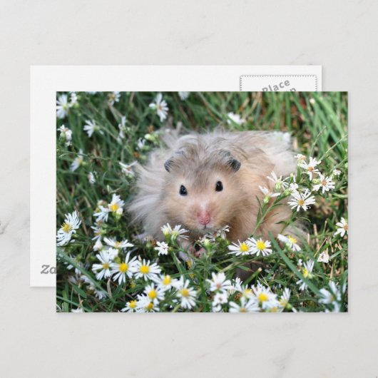 Bloemhamster Briefkaart (Voorkant / Achterkant)