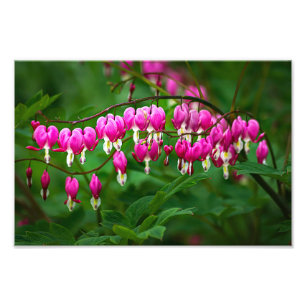Bloemhartjes Foto Afdruk