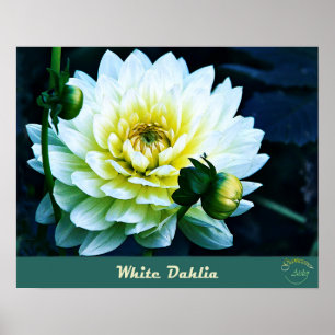  bloemig collectie - Witte dahlia Poster