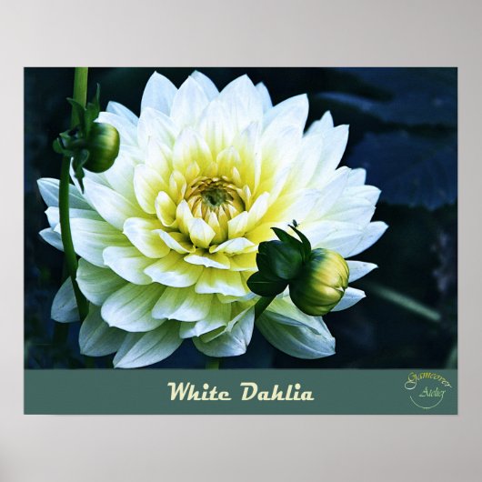  bloemig collectie - Witte dahlia Poster (Voorkant)