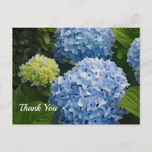 Bloemige Blauwe Hortensia Foto Bedankt Briefkaart (Voorkant)