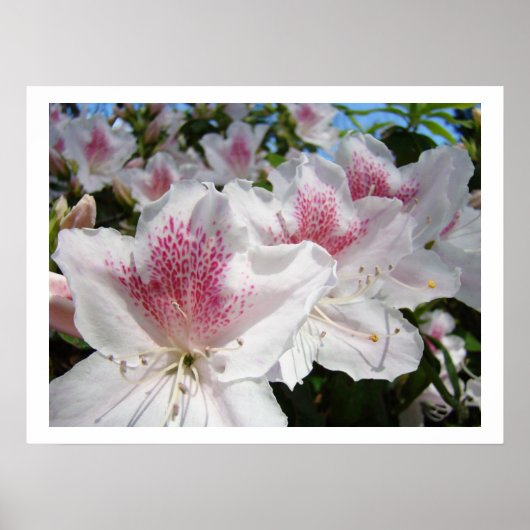 Bloemige kunstprints Witte Roze Azalea Bloemen Tui Poster (Voorkant)