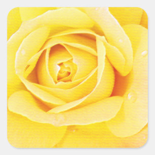 Bloemige roos bloem oranje geel Pasen lente Vierkante Sticker