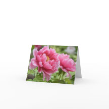 Bloemige Roze Pioen Bloem Blank