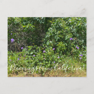 Bloemingen uit Californië! Briefkaart