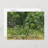 Bloemingen uit Californië! Briefkaart (Voorkant / Achterkant)