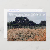 Bloemingen uit Californië! Briefkaart (Voorkant / Achterkant)