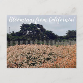 Bloemingen uit Californië! Briefkaart