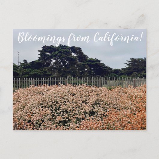 Bloemingen uit Californië! Briefkaart (Voorkant)