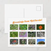 Bloemingen uit Californië! Briefkaart (Voorkant / Achterkant)