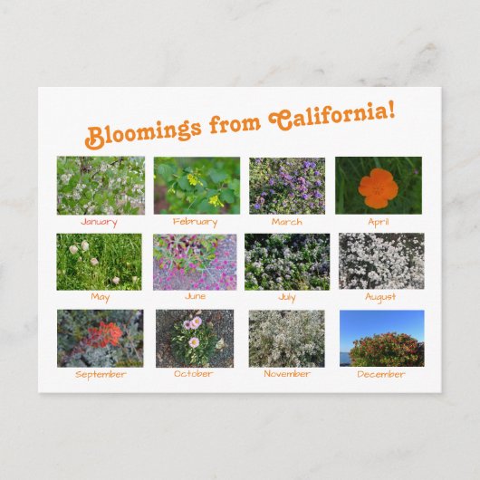 Bloemingen uit Californië! Briefkaart (Voorkant)