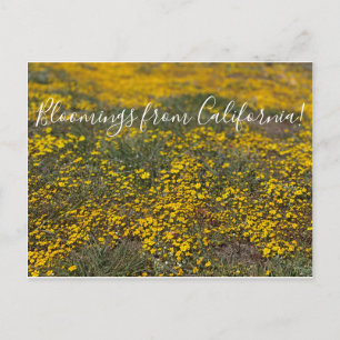 Bloemingen uit Californië! Briefkaart