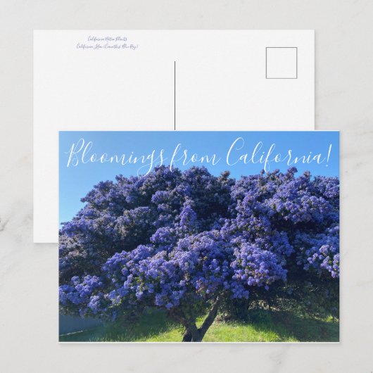 Bloemingen uit Californië: Californië Lila Briefkaart (Voorkant / Achterkant)