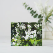 Bloemingen uit Californië: Mock Oranje Briefkaart (Staand voorkant)