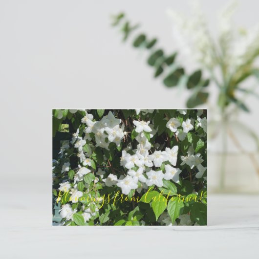 Bloemingen uit Californië: Mock Oranje Briefkaart (Staand voorkant)