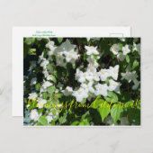 Bloemingen uit Californië: Mock Oranje Briefkaart (Voorkant / Achterkant)