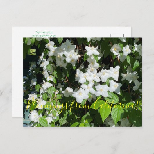 Bloemingen uit Californië: Mock Oranje Briefkaart (Voorkant / Achterkant)