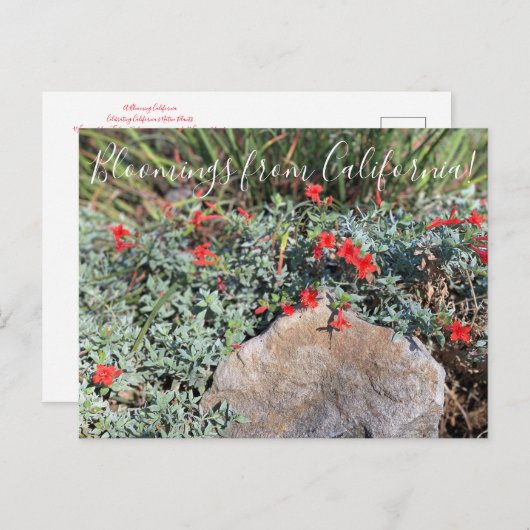 Bloemingen uit Californië: Wayne's Silver Fuchsia Briefkaart (Voorkant / Achterkant)