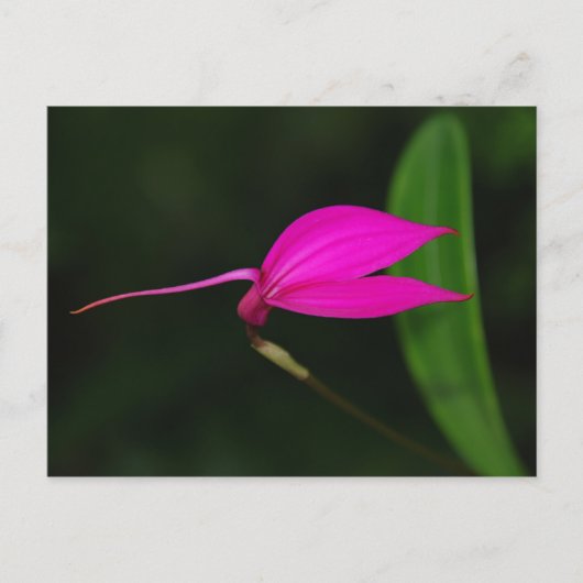 Bloemkaart Briefkaart (Voorkant)