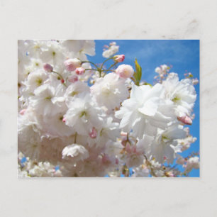 Bloemkaarten Roze witte Bloesem Bloemen Lente Briefkaart