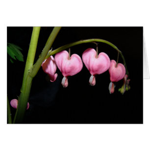 Bloemkaartje voor bloeding