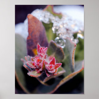 Bloemknop Poster