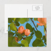 bloemknoppen ansichtkaart briefkaart (Voorkant / Achterkant)