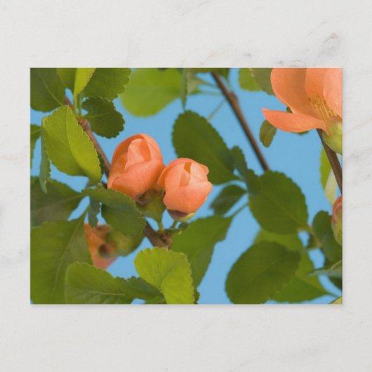 bloemknoppen ansichtkaart briefkaart (Voorkant)