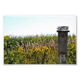 Bloemkool Foto Afdruk