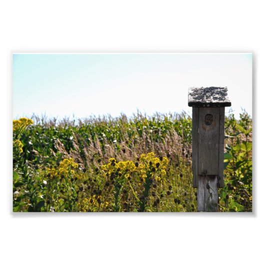 Bloemkool Foto Afdruk (Voorkant)