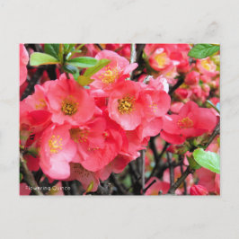 Bloemkweepje [Briefkaart] Briefkaart