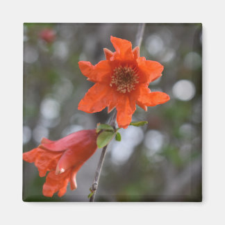 Bloemmagneet granaatappel bloem magneet