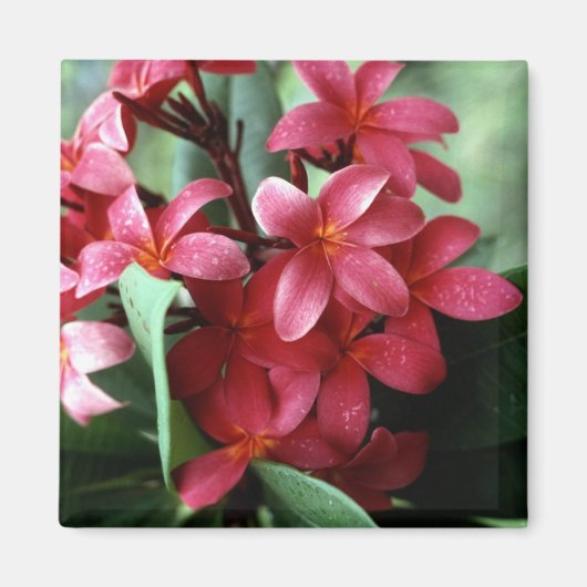 Bloemmagneet Magneet (Voorkant)