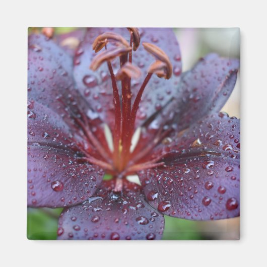 Bloemmagneet Magneet (Voorkant)