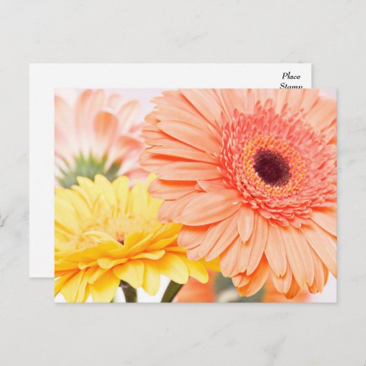 Bloemperzik Sinaasappel en geel gerbera madeliefje Briefkaart (Voorkant / Achterkant)