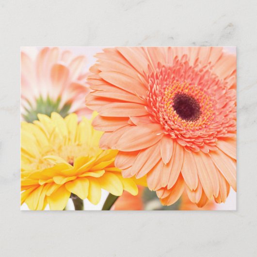 Bloemperzik Sinaasappel en geel gerbera madeliefje Briefkaart (Voorkant)