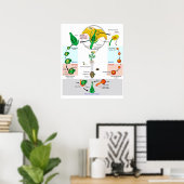 Bloemplant Angiosperm Levenscyclus Diagram Poster (Thuiskantoor)