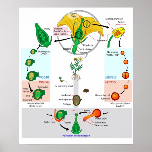 Bloemplant Angiosperm Levenscyclus Diagram Poster (Voorkant)