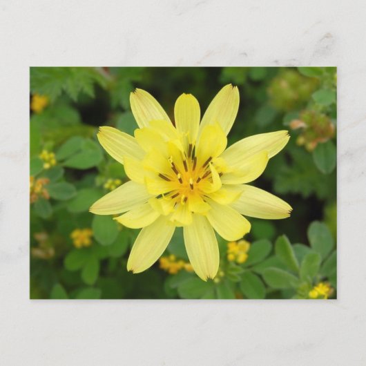 Bloemreeks 2007 briefkaart (Voorkant)