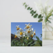 Bloemrijke aardappels Solanum tuberosum  Feestdagenkaart (Staand voorkant)
