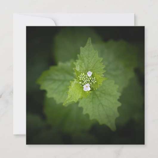 Bloemrijke natuurfoto (Voorkant)