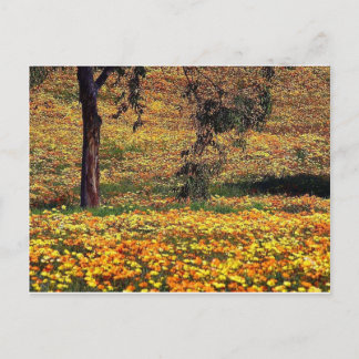 Bloemrijke Weide Briefkaart