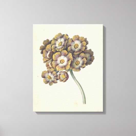 Bloemstudie, Maria Margaretha van Os, 1790 - 1862 Canvas Afdruk (Voorkant)